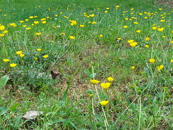 Close up of yellow flowers blooming in field