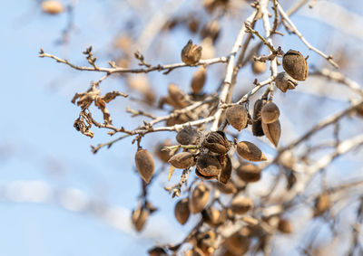 Low angle view of dried plant on tree during winter