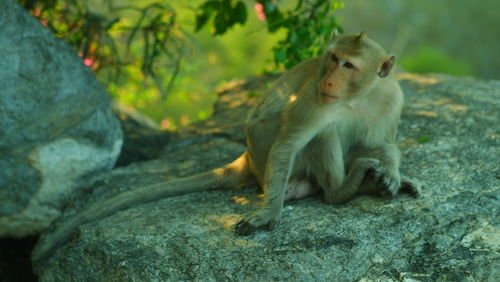 Monkey sitting on rock