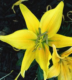 Close-up of yellow flower