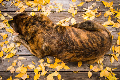 High angle view of cat on leaves during autumn