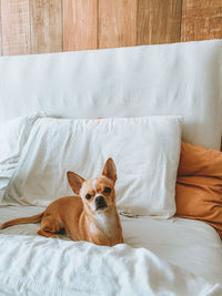 Portrait of dog sleeping on bed at home