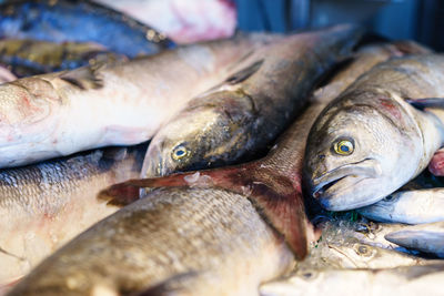 Close-up of fish at jessie taylor seafood market