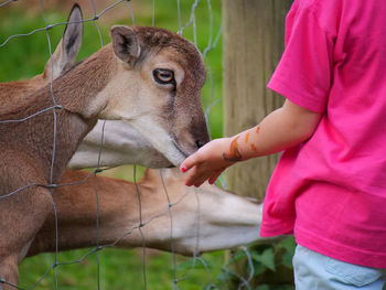 A little girl feeds deer 