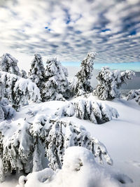 Snow covered trees against sky