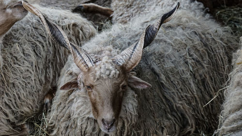 High angle view of an animal