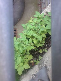 High angle view of potted plant