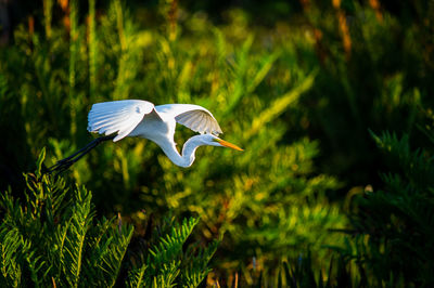 View of a bird flying