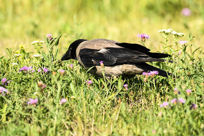 View of bird on purple flower