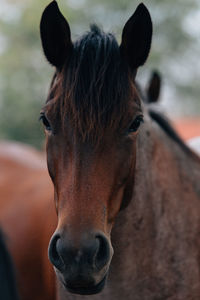 Close-up portrait of a horse