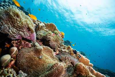 Stunning view of the coral reef slope during the sunny day in tropical weather