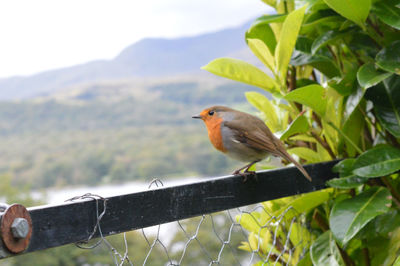 Close-up of bird perching on branch