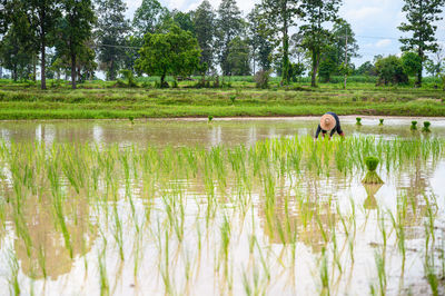 View of horse in lake