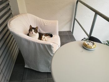 High angle view of cat in bathroom