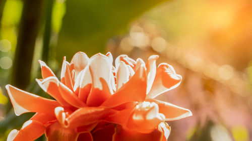 Close-up of orange flower