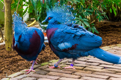 View of birds perching on ground