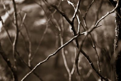 Close-up of plants growing outdoors