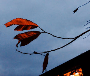 Low angle view of bird flying against sky