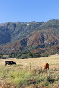 Sheep grazing in a field