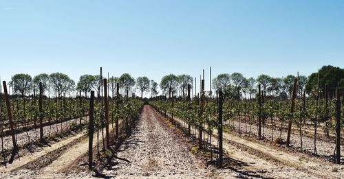 Panoramic shot of agricultural field against clear sky