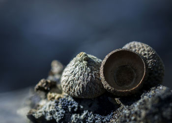 Close up of shells