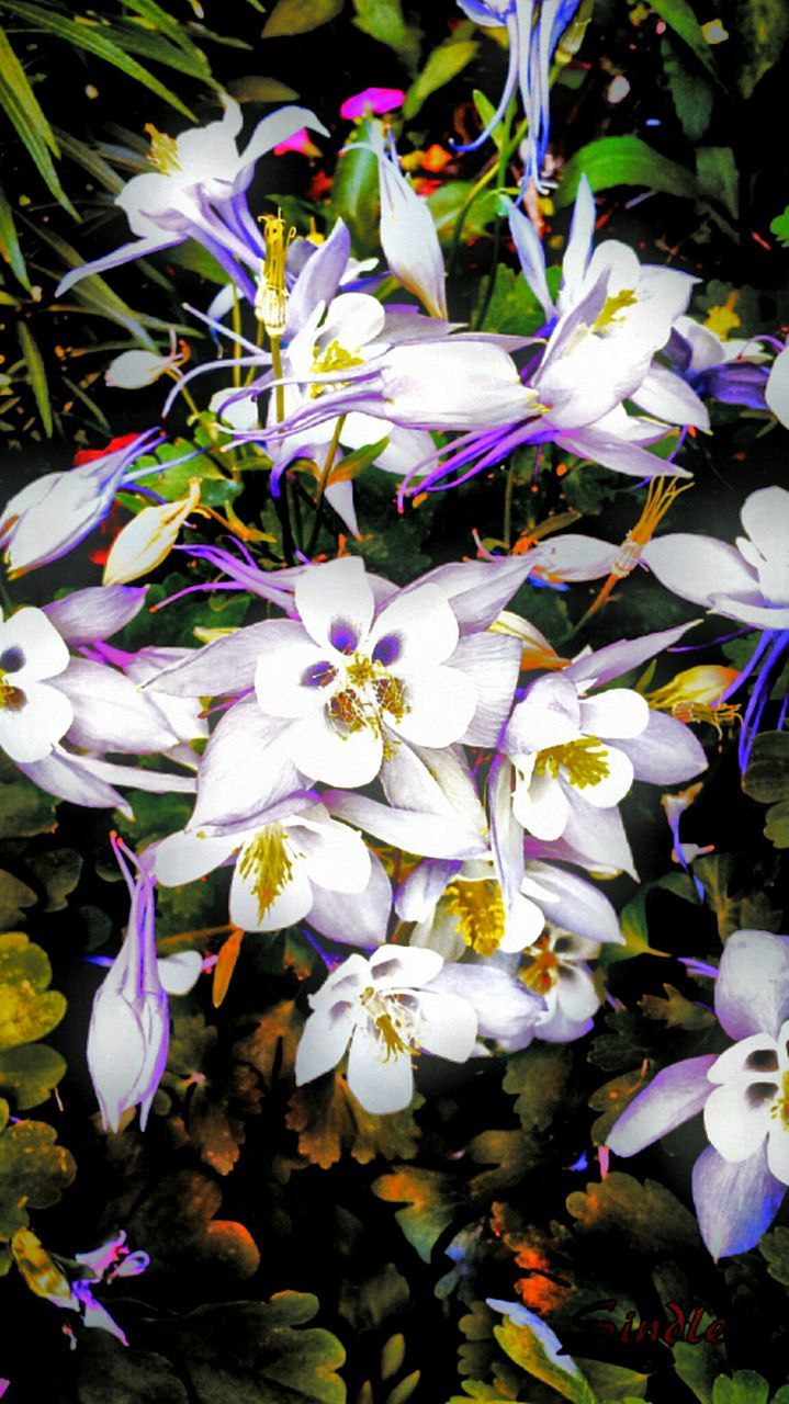 flower, petal, freshness, fragility, growth, purple, beauty in nature, flower head, blooming, nature, plant, leaf, blue, in bloom, close-up, high angle view, blossom, white color, park - man made space, outdoors