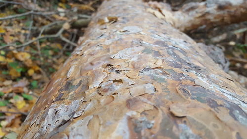 Close-up of tree trunk