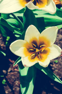 Close-up of yellow flower blooming outdoors