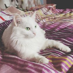 Close-up of cat relaxing on bed at home