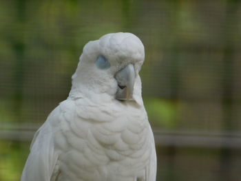 Close-up of a bird