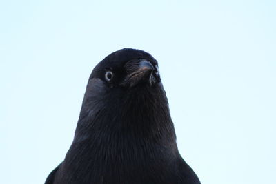 Close-up of a bird against white background