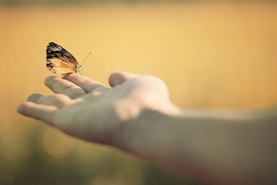 Cropped hand holding butterfly outdoors