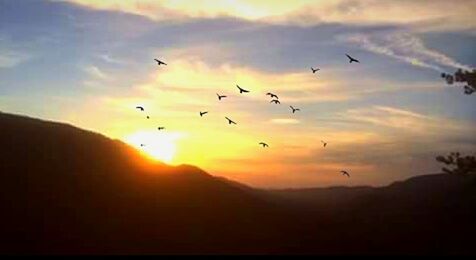 SILHOUETTE OF BIRDS FLYING IN SKY AT SUNSET