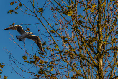 Low angle view of bird flying by tree against sky
