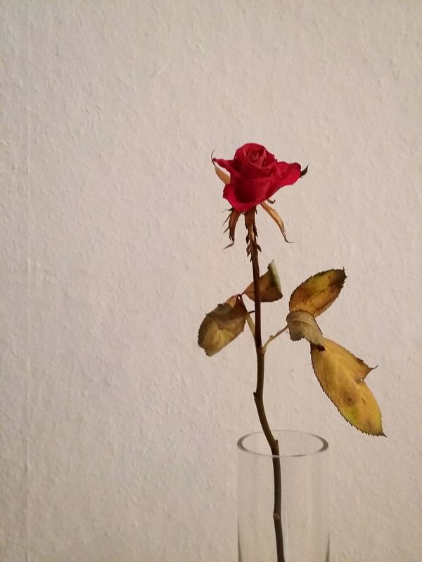 The rosé (@EyeEm, what is this…). · flowers flower roses rose🌹 still life Life minimalism simplicity