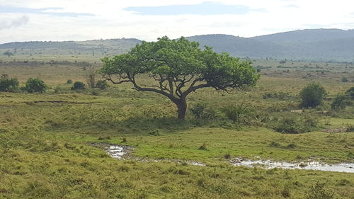 Trees on field against sky