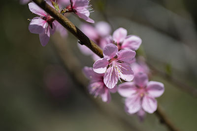 Close-up of pink cherry blossoms