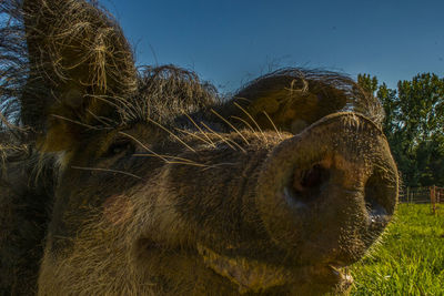 Close-up of animal skull on field against clear sky