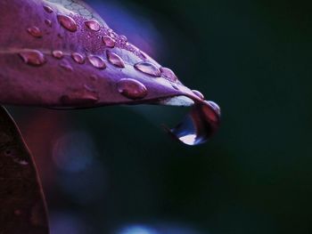 Close-up of raindrops on leaf