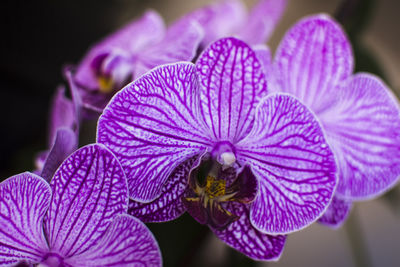 Close-up of purple flowering plant