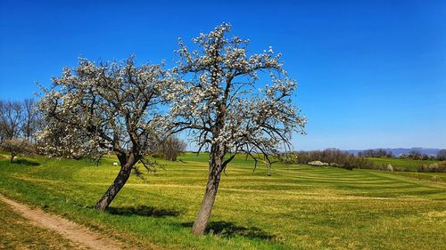 Tree on field against clear blue sky