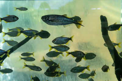 Close-up of fish swimming in aquarium