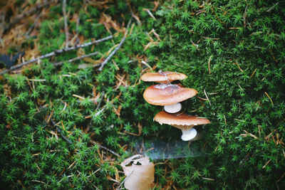 High angle view of mushroom growing on field