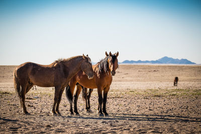 Horses on a field