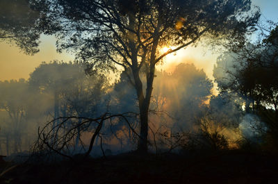 Trees against sky during foggy weather