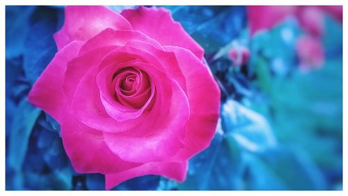 Close-up of pink rose blooming outdoors