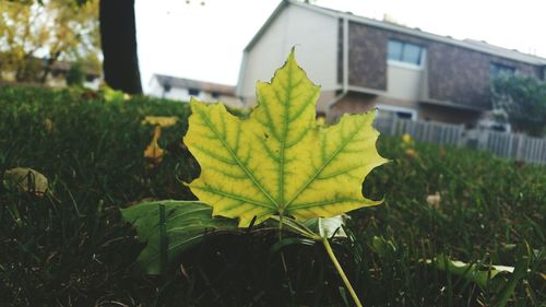 Close-up of yellow maple leaf on grass