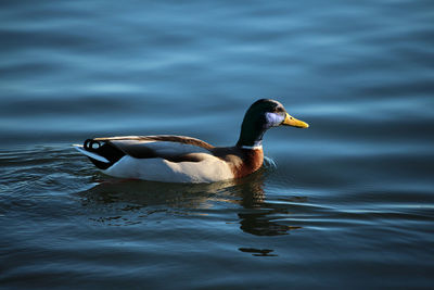 Close-up of duck swimming in lake