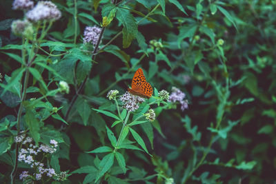 Close-up of butterfly pollinating on flower