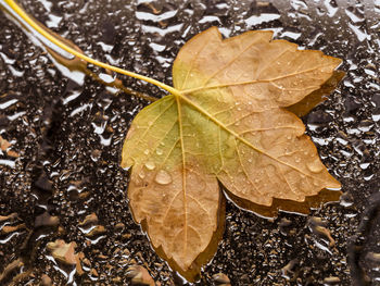 High angle view of wet maple leaves floating on water